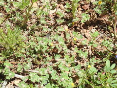 Acmispon brachycarpus