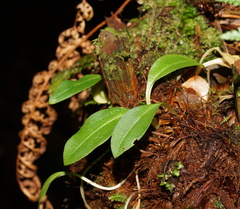 Chiloglottis cornuta