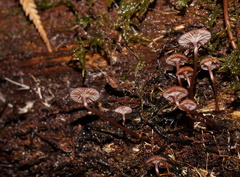 Mycena kurramulla