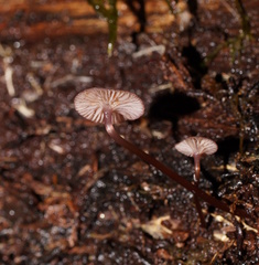 Mycena kurramulla