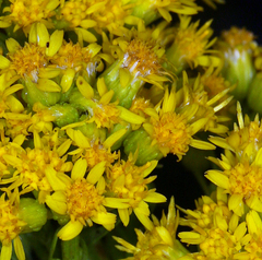 Solidago spectabilis