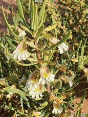Scaevola collaris
