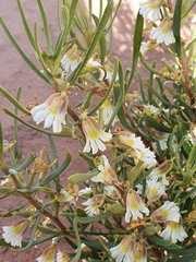 Scaevola collaris
