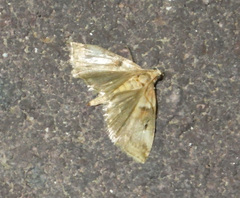 Acrobasis tumidana