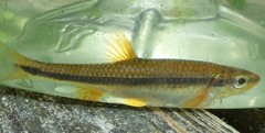 Notropis lutipinnis