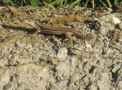 Podarcis muralis