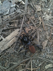Antrodiaetus unicolor