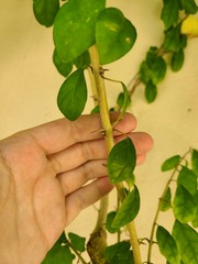 Gmelina philippensis