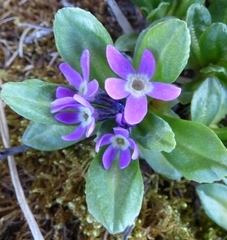Primula pumila