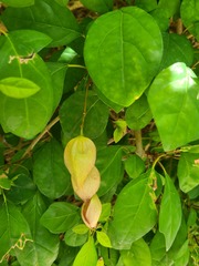 Gmelina philippensis