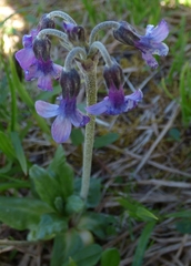 Primula pumila