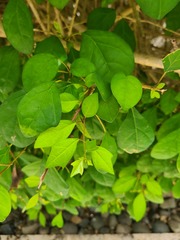 Gmelina philippensis