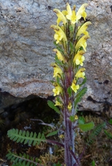 Pedicularis oederi