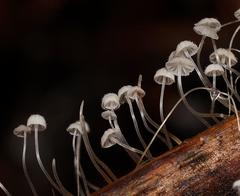 Mycena albidocapillaris