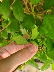 Gmelina philippensis