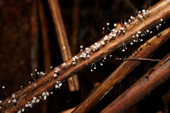 Mycena albidocapillaris