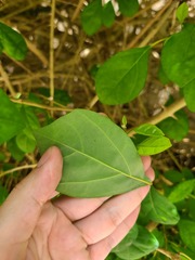 Gmelina philippensis
