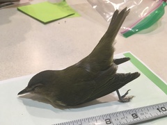 Vireo olivaceus