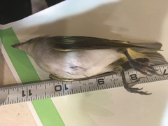 Vireo olivaceus