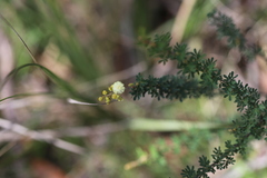 Acacia mitchellii