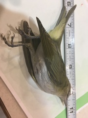 Vireo olivaceus