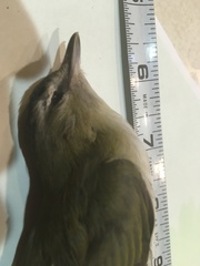 Vireo olivaceus