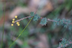 Acacia mitchellii