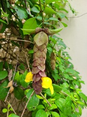 Gmelina philippensis