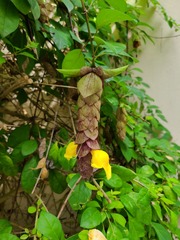 Gmelina philippensis