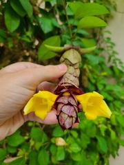 Gmelina philippensis