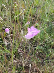 Agalinis peduncularis