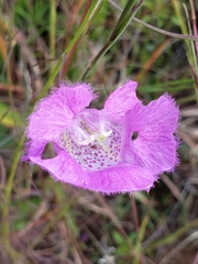 Agalinis peduncularis