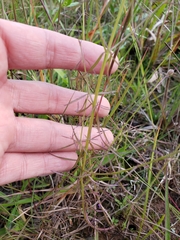 Agalinis peduncularis