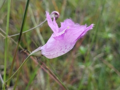 Agalinis peduncularis