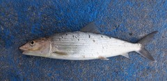 Eastern Pacific Bonefish photo 2