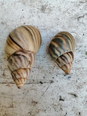 Orthalicus ponderosus