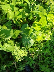 Calycomyza flavinotum