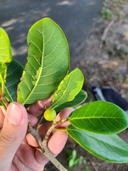 Ficus trigonata