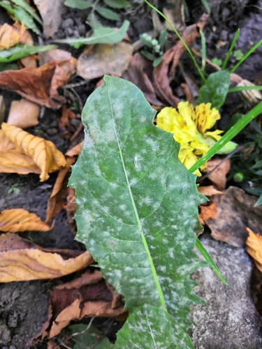 Podosphaera erigerontis-canadensis
