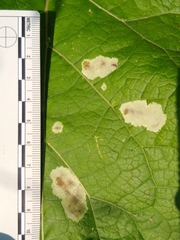 Calycomyza flavinotum