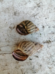 Orthalicus ponderosus