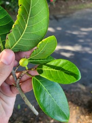 Ficus trigonata