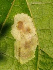 Calycomyza flavinotum