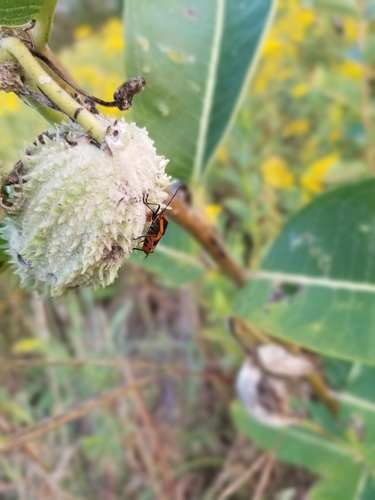 Large Milkweed Bug photographed in Iowa