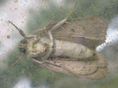 Bryophila granitalis