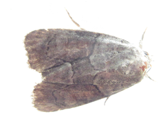 Bryophila granitalis