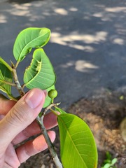 Ficus trigonata