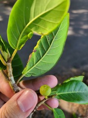 Ficus trigonata
