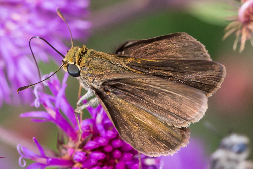 Dun Skipper photo 6