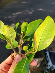 Ficus trigonata